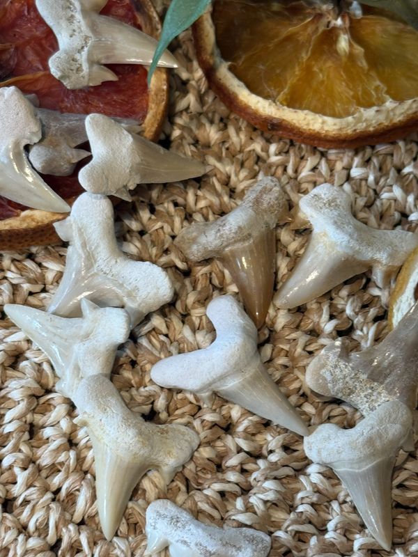 Haitenner Otodus Obliquus , ca 25 mm