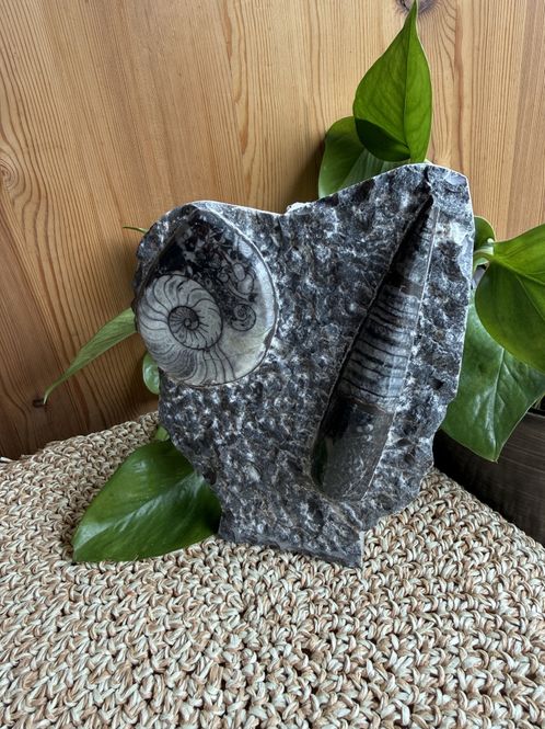 Hovedbilde Orthoceras og ammonitt skulptur ca 17 cm høy