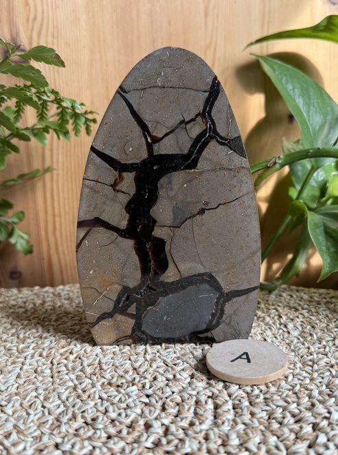 Hovedbilde Septarian egg halvt (#60)