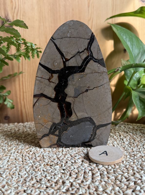 Septarian egg halvt (#60)