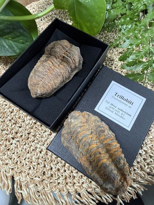 Hovedbilde Trilobitt Flexicalymene sp