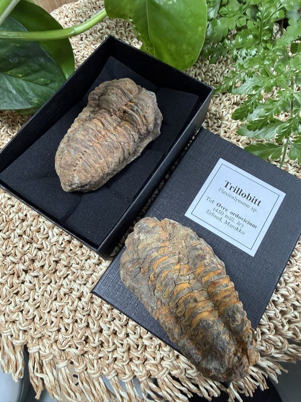 Trilobitt Flexicalymene sp
