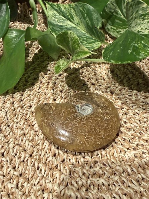 Hovedbilde Ammonitt Agatisert 7cm