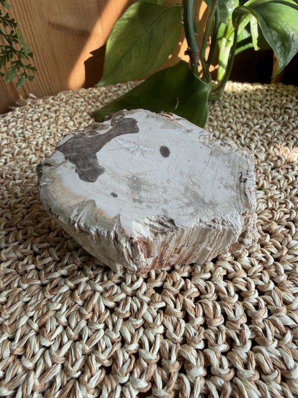 Fossilert tre (#52)