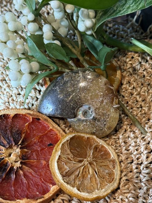 Hovedbilde Ammonitt agatisert 5-6 cm