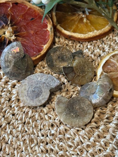 Hovedbilde Ammonitt, delt og polert, 3,5-4 cm