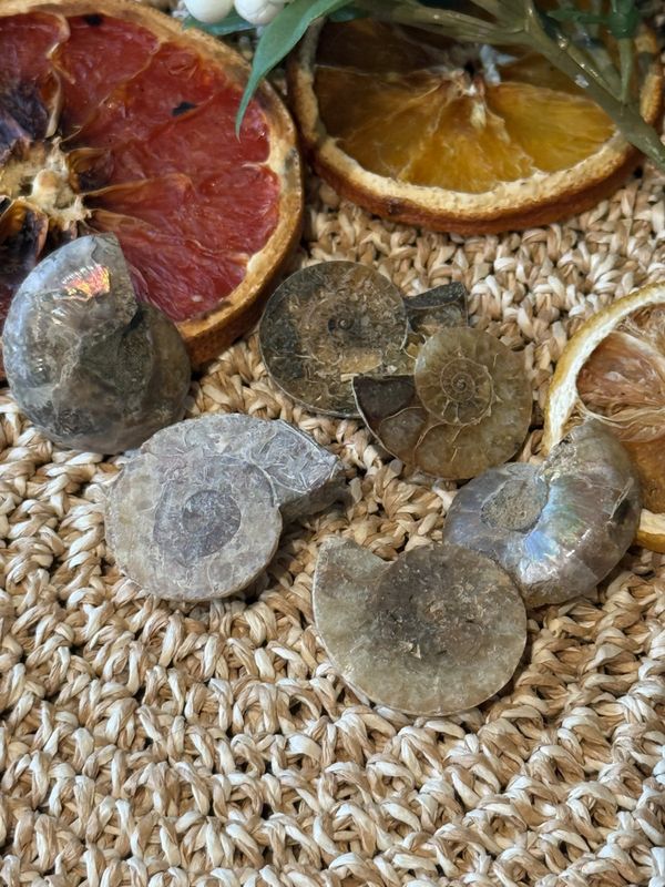 Ammonitt, delt og polert, 3,5-4 cm