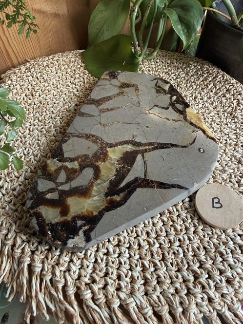 Hovedbilde Septarian skive (#56)