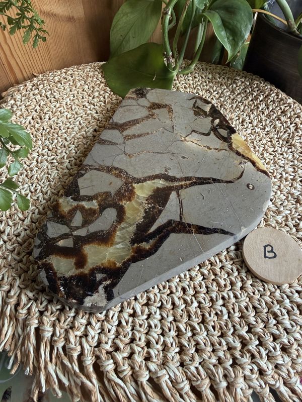 Septarian skive (#56)
